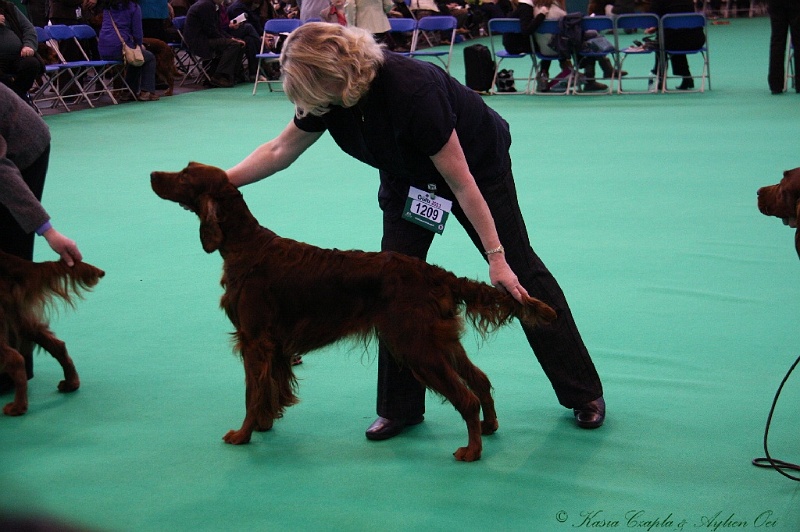 Crufts2011 353.jpg